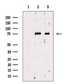 KHSRP Antibody in Western Blot (WB)