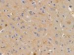 GCP2 Antibody in Immunohistochemistry (Paraffin) (IHC (P))