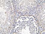 GCP2 Antibody in Immunohistochemistry (Paraffin) (IHC (P))