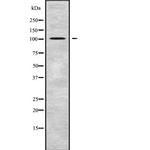 GCP2 Antibody in Western Blot (WB)