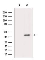 GMDS Antibody in Western Blot (WB)