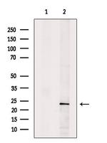 HPGDS Antibody in Western Blot (WB)