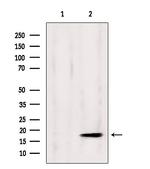 GPSM3 Antibody in Western Blot (WB)