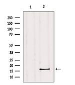 GPSM3 Antibody in Western Blot (WB)