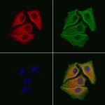 RABIF Antibody in Immunocytochemistry (ICC/IF)