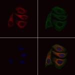 GNG3 Antibody in Immunocytochemistry (ICC/IF)