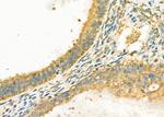 GNG3 Antibody in Immunohistochemistry (Paraffin) (IHC (P))