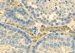 GNG3 Antibody in Immunohistochemistry (Paraffin) (IHC (P))