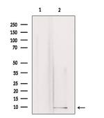 GNG3 Antibody in Western Blot (WB)