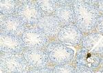 GNG4 Antibody in Immunohistochemistry (Paraffin) (IHC (P))