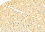 GNG4 Antibody in Immunohistochemistry (Paraffin) (IHC (P))