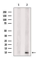 GNG4 Antibody in Western Blot (WB)