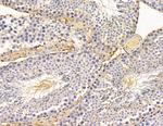 GNG5 Antibody in Immunohistochemistry (Paraffin) (IHC (P))