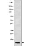 GNG5 Antibody in Western Blot (WB)