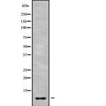 GNG7 Antibody in Western Blot (WB)