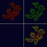 GNB3 Antibody in Immunocytochemistry (ICC/IF)