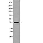 GNB3 Antibody in Western Blot (WB)