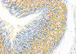 GUCA2B Antibody in Immunohistochemistry (Paraffin) (IHC (P))