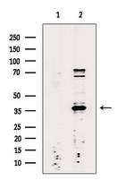 hnRNP DL Antibody in Western Blot (WB)