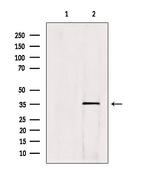 HOXC13 Antibody in Western Blot (WB)