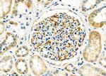 USP54 Antibody in Immunohistochemistry (Paraffin) (IHC (P))