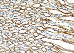 USP54 Antibody in Immunohistochemistry (Paraffin) (IHC (P))