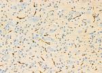 USP54 Antibody in Immunohistochemistry (Paraffin) (IHC (P))