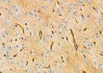 USP54 Antibody in Immunohistochemistry (Paraffin) (IHC (P))