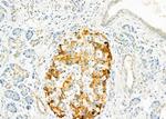 USP54 Antibody in Immunohistochemistry (Paraffin) (IHC (P))