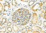 USP54 Antibody in Immunohistochemistry (Paraffin) (IHC (P))