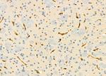 USP54 Antibody in Immunohistochemistry (Paraffin) (IHC (P))