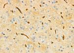 USP54 Antibody in Immunohistochemistry (Paraffin) (IHC (P))