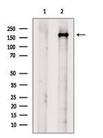 USP54 Antibody in Western Blot (WB)