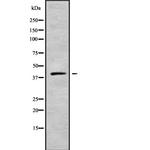 Kir7.1 (KCNJ13) Antibody in Western Blot (WB)