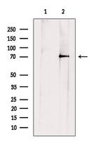 CD85j (ILT2) Antibody in Western Blot (WB)