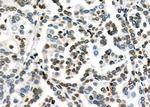 MED29 Antibody in Immunohistochemistry (Paraffin) (IHC (P))