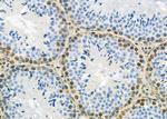 MED29 Antibody in Immunohistochemistry (Paraffin) (IHC (P))