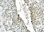 MED29 Antibody in Immunohistochemistry (Paraffin) (IHC (P))