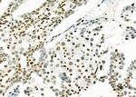 MED29 Antibody in Immunohistochemistry (Paraffin) (IHC (P))