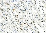 MED29 Antibody in Immunohistochemistry (Paraffin) (IHC (P))