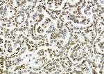 MED29 Antibody in Immunohistochemistry (Paraffin) (IHC (P))