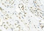 MED29 Antibody in Immunohistochemistry (Paraffin) (IHC (P))