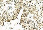 MED29 Antibody in Immunohistochemistry (Paraffin) (IHC (P))