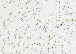 MED29 Antibody in Immunohistochemistry (Paraffin) (IHC (P))