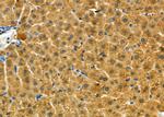 IMMP2L Antibody in Immunohistochemistry (Paraffin) (IHC (P))