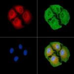 C3orf31 Antibody in Immunocytochemistry (ICC/IF)