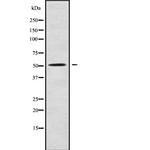 C3orf31 Antibody in Western Blot (WB)