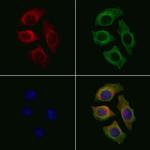 SLC16A11 Antibody in Immunocytochemistry (ICC/IF)