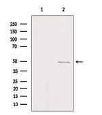 SLC16A11 Antibody in Western Blot (WB)