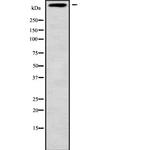 MUC5B Antibody in Western Blot (WB)